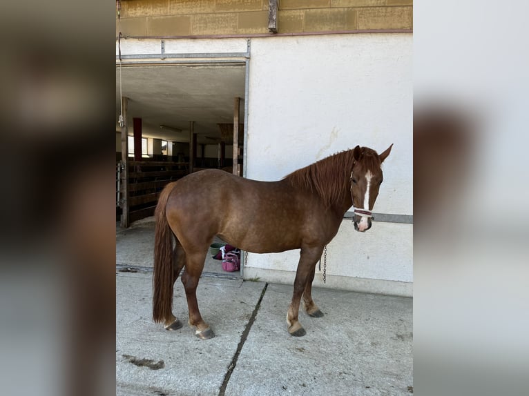 Sonstige Rassen Mix Stute 8 Jahre 150 cm Fuchs in Elixhausen