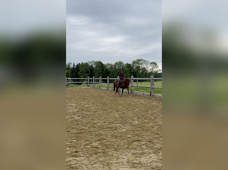 Sonstige Rassen Mix Stute 8 Jahre 150 cm Fuchs in Elixhausen