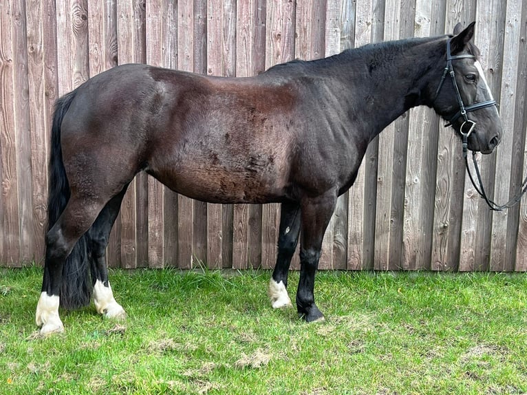 Sonstige Rassen Stute 8 Jahre 150 cm Schwarzbrauner in Rietz-Neuendorf