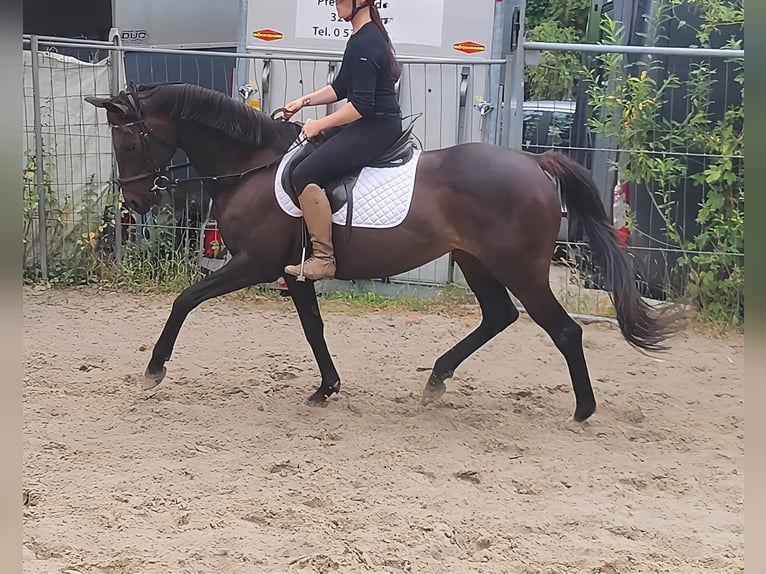 Sonstige Rassen Stute 8 Jahre 152 cm Brauner in Lage