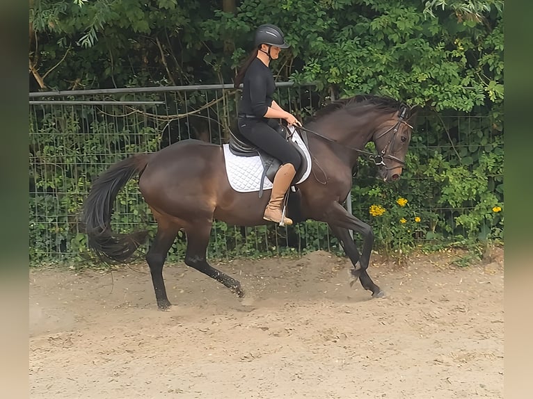 Sonstige Rassen Stute 8 Jahre 152 cm Brauner in Lage