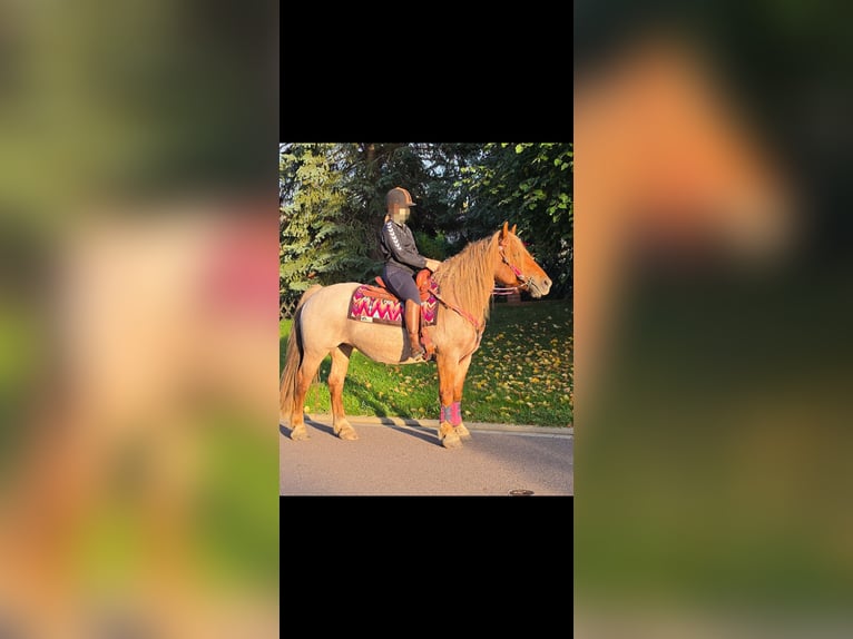 Sonstige Rassen Mix Stute 8 Jahre 153 cm Roan-Red in Linkenbach