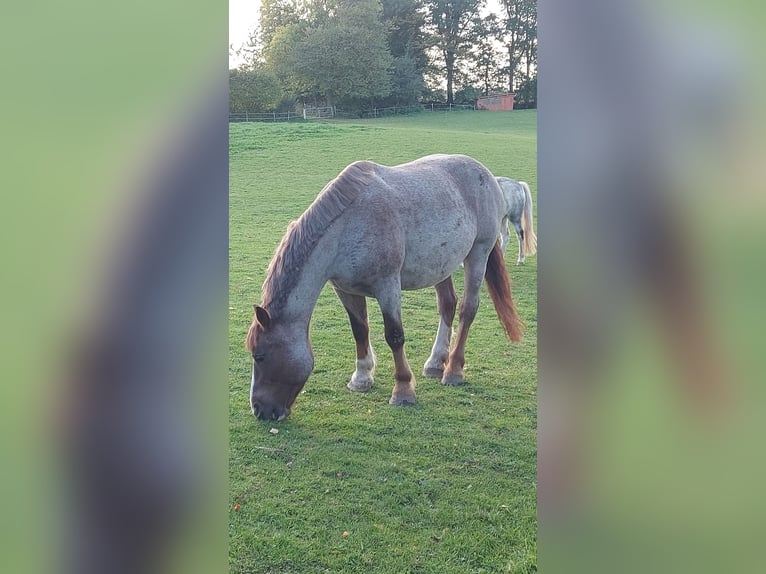 Sonstige Rassen Mix Stute 8 Jahre 155 cm Fuchs in Groß Buchwald