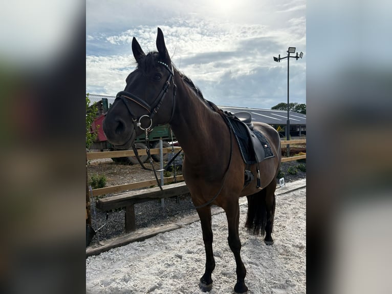 Sonstige Rassen Stute 8 Jahre 160 cm Rappe in Heinsberg