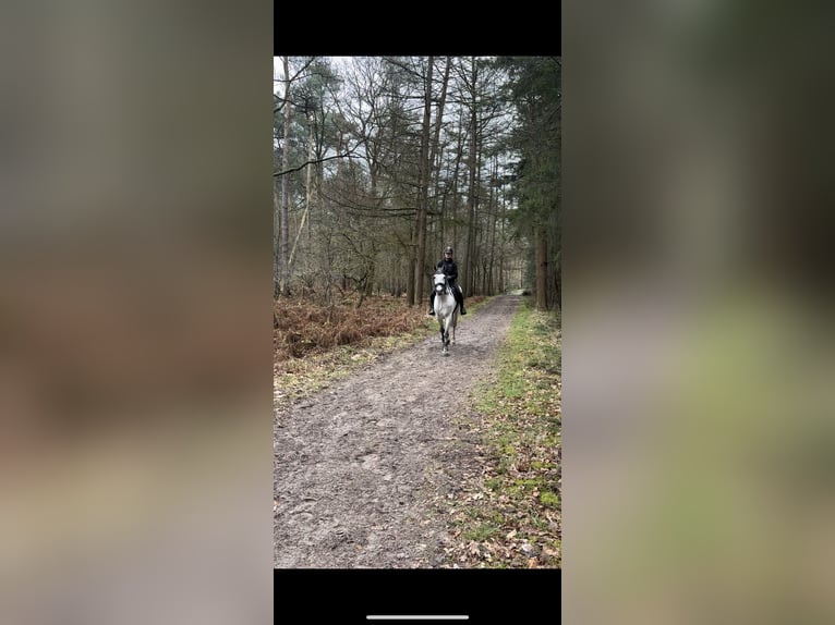 Sonstige Rassen Stute 8 Jahre 164 cm Fliegenschimmel in Ammerzoden