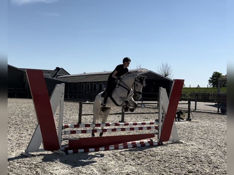 Sonstige Rassen Stute 8 Jahre 164 cm Fliegenschimmel in Ammerzoden