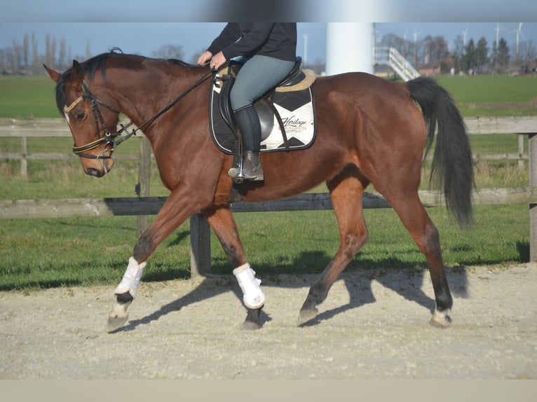 Sonstige Rassen Stute 8 Jahre 165 cm Brauner in Breda