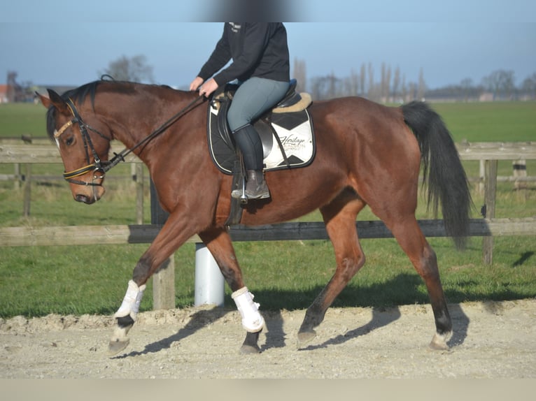 Sonstige Rassen Stute 8 Jahre 165 cm Brauner in Breda