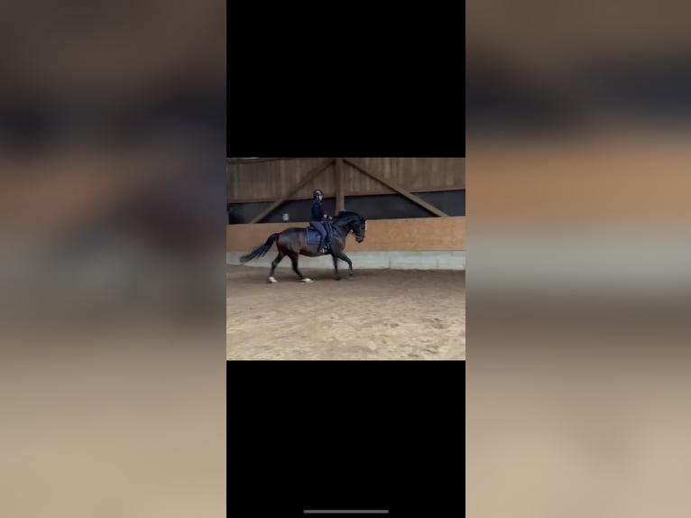 Sonstige Rassen Stute 8 Jahre 165 cm Brauner in Freystadt Sonstige Rassen Stute 8 Jahre 165 cm Brauner in Freystadt