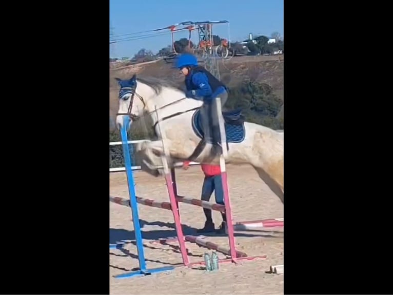 Sonstige Rassen Mix Stute 8 Jahre 165 cm Schimmel in Madrid
