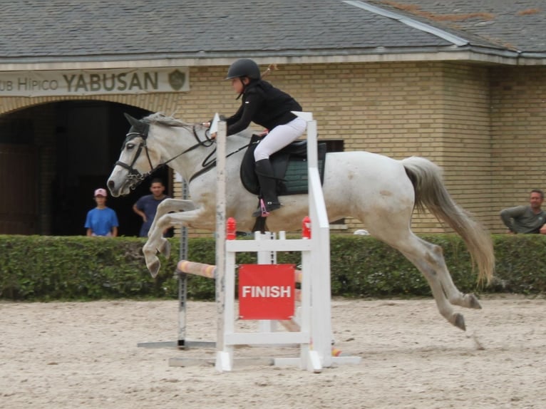 Sonstige Rassen Mix Stute 8 Jahre 165 cm Schimmel in Madrid