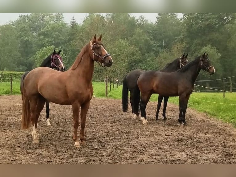 Sonstige Rassen Stute 8 Jahre 168 cm Fuchs in Aachen