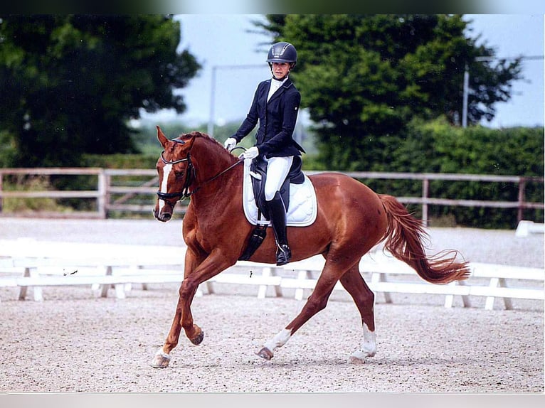 Sonstige Rassen Stute 8 Jahre 168 cm Fuchs in Aachen