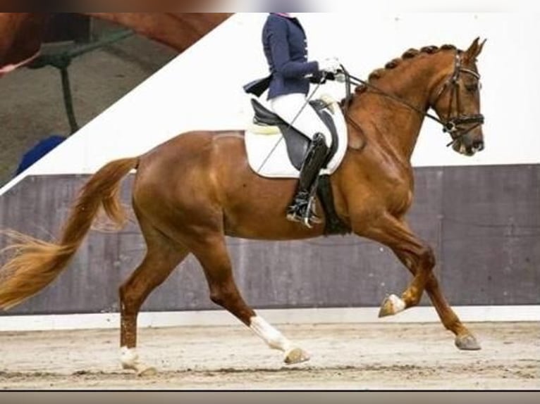 Sonstige Rassen Stute 8 Jahre 168 cm Fuchs in Aachen