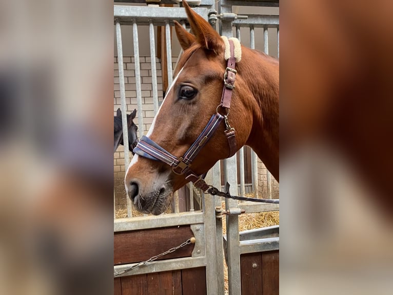 Sonstige Rassen Stute 8 Jahre 168 cm Fuchs in Aachen