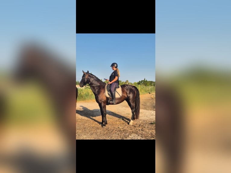 Sonstige Rassen Stute 8 Jahre 168 cm Rappe in Mauguio