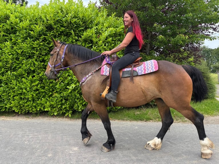 Sonstige Rassen Stute 8 Jahre 173 cm Brauner in Linkenbach