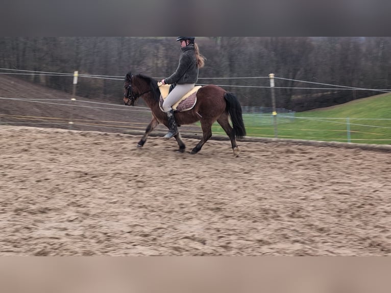 Sonstige Rassen Stute 9 Jahre 116 cm Brauner in Morsbach