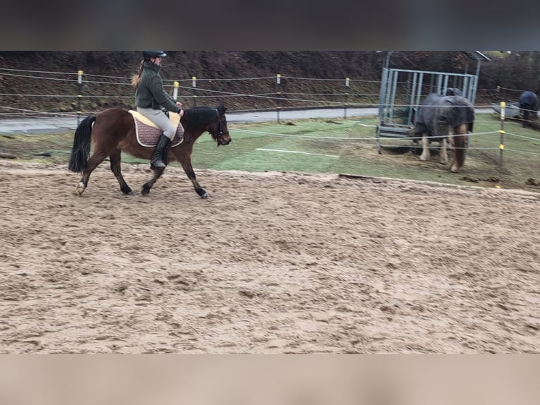 Sonstige Rassen Stute 9 Jahre 116 cm Brauner in Morsbach