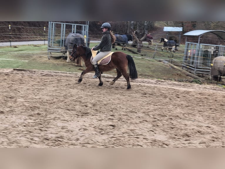 Sonstige Rassen Stute 9 Jahre 116 cm Brauner in Morsbach