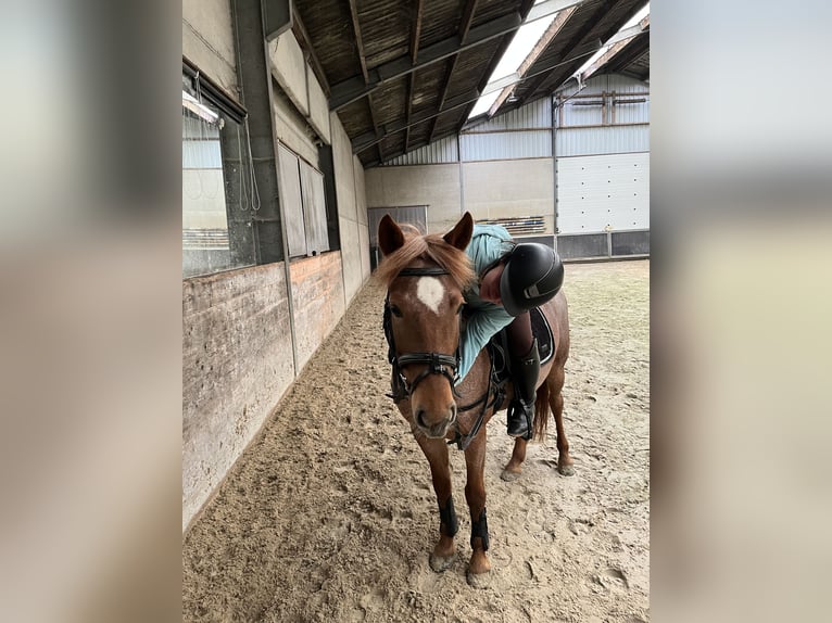 Sonstige Rassen Mix Stute 9 Jahre 140 cm Roan-Red in Breskens