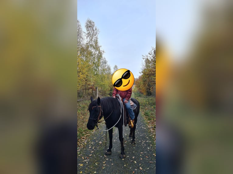 Sonstige Rassen Mix Stute 9 Jahre 143 cm Rappe in Bad Harzburg