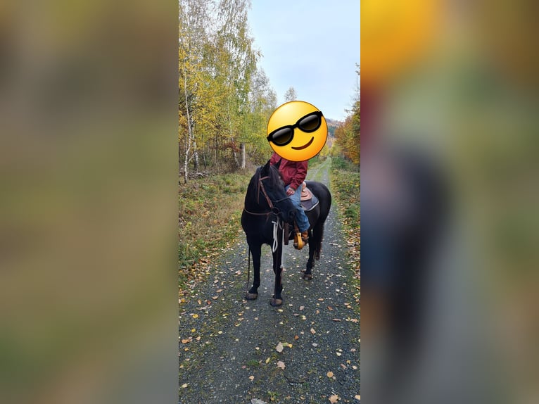 Sonstige Rassen Mix Stute 9 Jahre 143 cm Rappe in Bad Harzburg