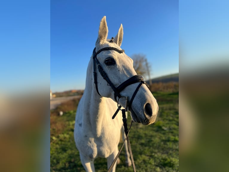 Sonstige Rassen Stute 9 Jahre 146 cm White in Senovo