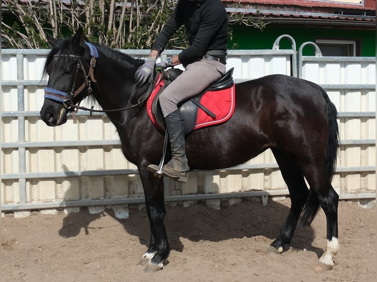 Sonstige Rassen Stute 9 Jahre 147 cm Rappe in Buttstädt