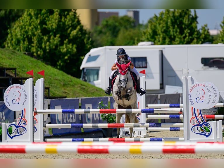 Sonstige Rassen Mix Stute 9 Jahre 147 cm Schimmel in Sedliste