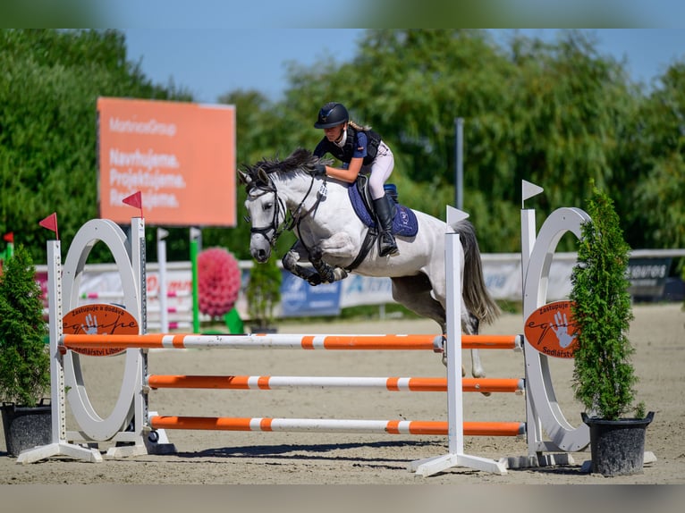 Sonstige Rassen Mix Stute 9 Jahre 147 cm Schimmel in Sedliste