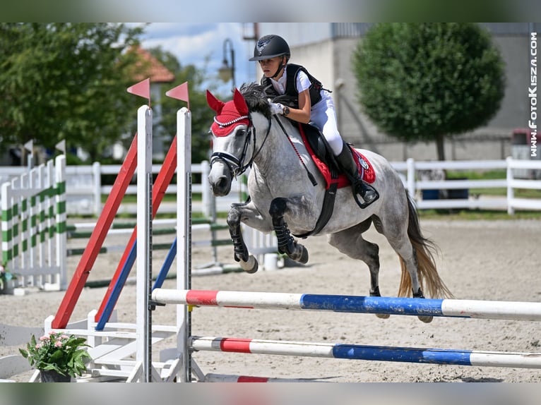 Sonstige Rassen Mix Stute 9 Jahre 147 cm Schimmel in Sedliste