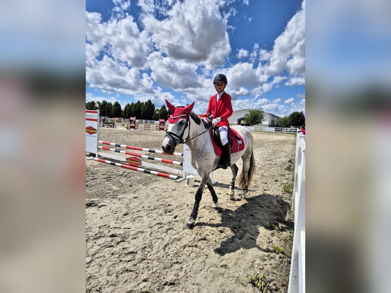 Sonstige Rassen Mix Stute 9 Jahre 147 cm Schimmel in Sedliste