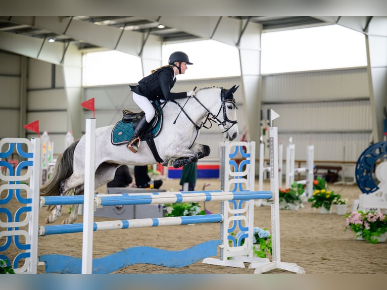 Sonstige Rassen Mix Stute 9 Jahre 147 cm Schimmel in Sedliste