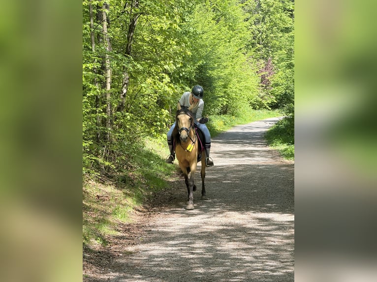 Sonstige Rassen Stute 9 Jahre 148 cm Falbe in Remscheid