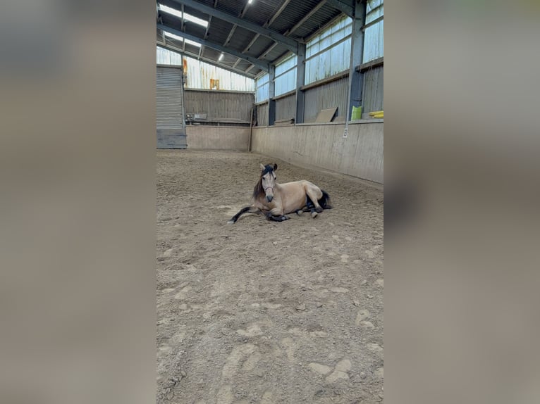 Sonstige Rassen Stute 9 Jahre 148 cm Falbe in Remscheid