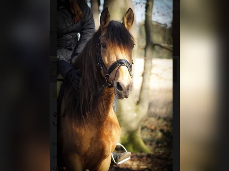 Sonstige Rassen Stute 9 Jahre 148 cm Falbe in Remscheid