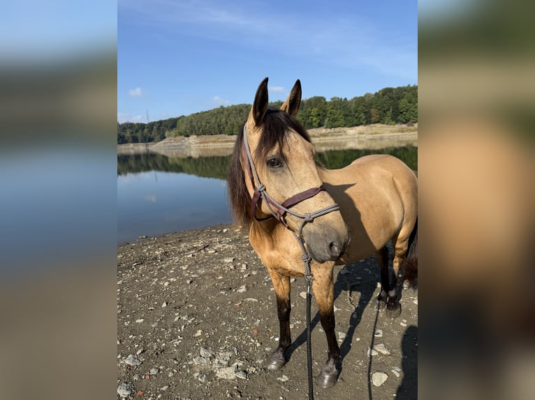 Sonstige Rassen Stute 9 Jahre 150 cm Falbe in Radevormwald