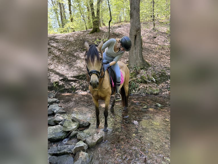 Sonstige Rassen Stute 9 Jahre 150 cm Falbe in Remscheid