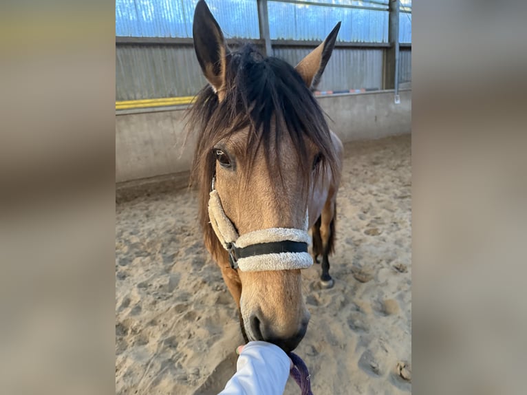 Sonstige Rassen Stute 9 Jahre 150 cm Falbe in Remscheid