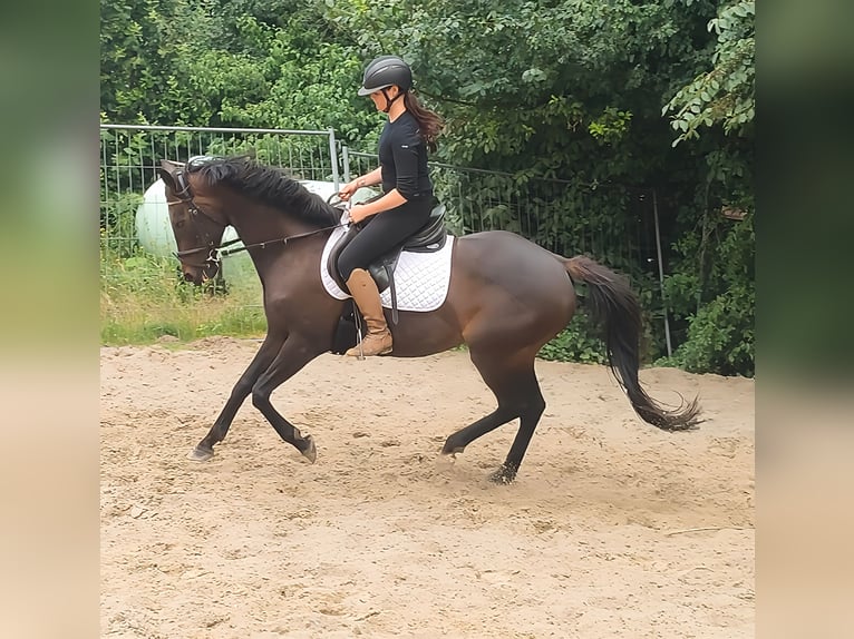 Sonstige Rassen Stute 9 Jahre 152 cm Brauner in Lage