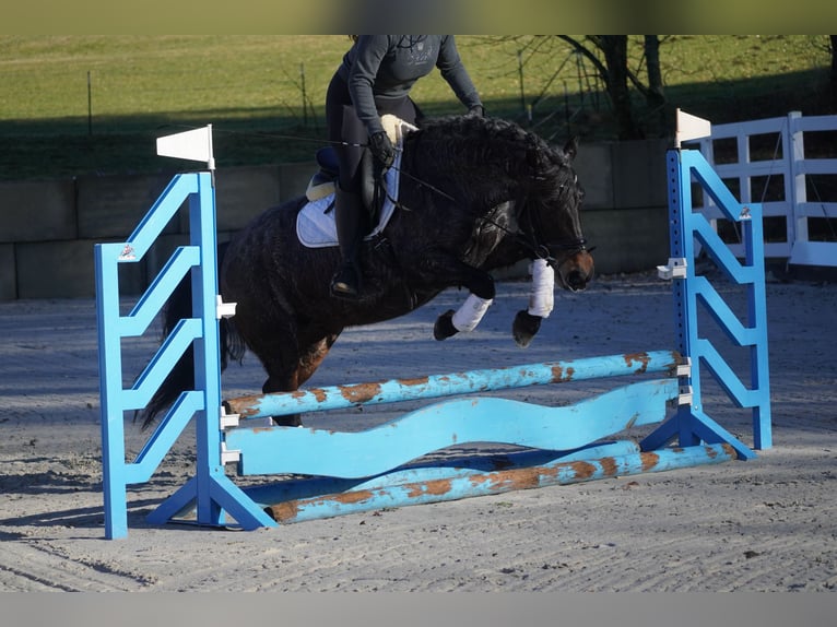 Sonstige Rassen Stute 9 Jahre 152 cm Roan-Blue in Nettersheim