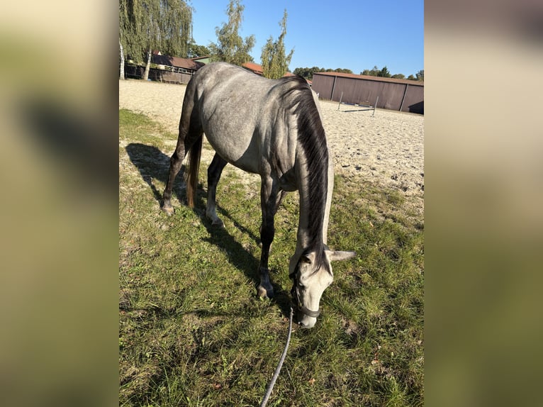 Sonstige Rassen Stute 9 Jahre 155 cm Apfelschimmel in Zepernick