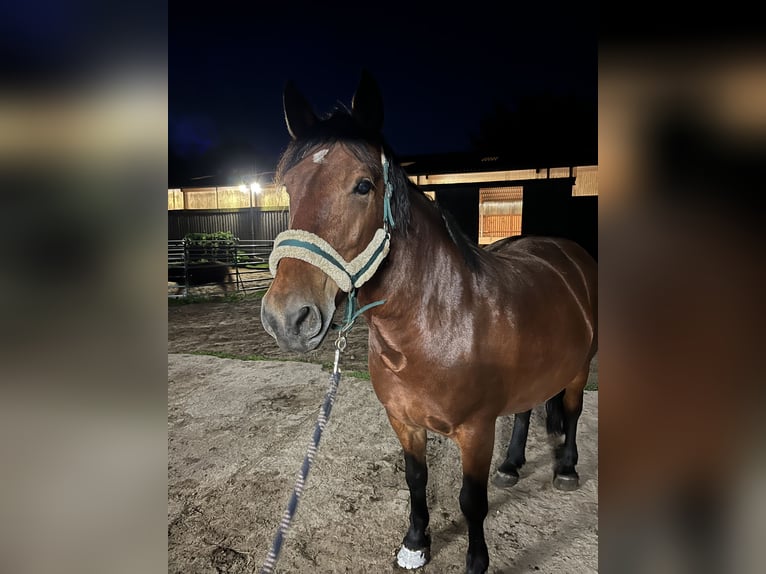 Sonstige Rassen Stute 9 Jahre 157 cm Brauner in Schildow