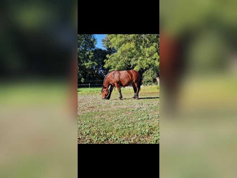 Sonstige Rassen Stute 9 Jahre 161 cm Brauner in Fehrbellin Hakenberg