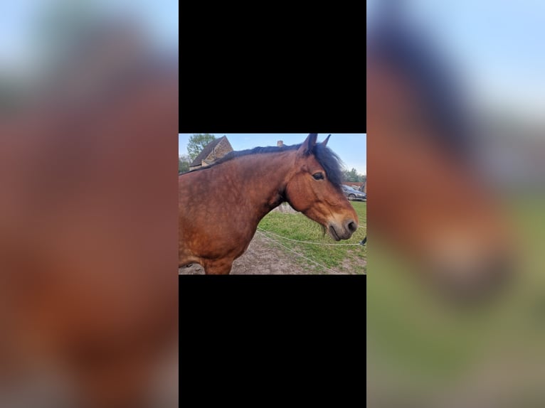 Sonstige Rassen Stute 9 Jahre 161 cm Brauner in Fehrbellin Hakenberg