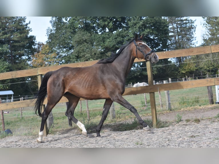 Sonstige Rassen Stute 9 Jahre 162 cm Dunkelbrauner in Achtmaal