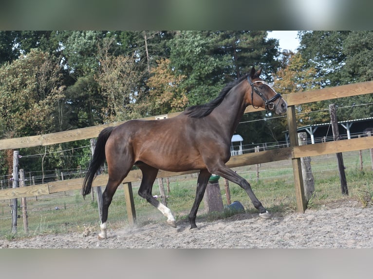 Sonstige Rassen Stute 9 Jahre 162 cm Dunkelbrauner in Achtmaal