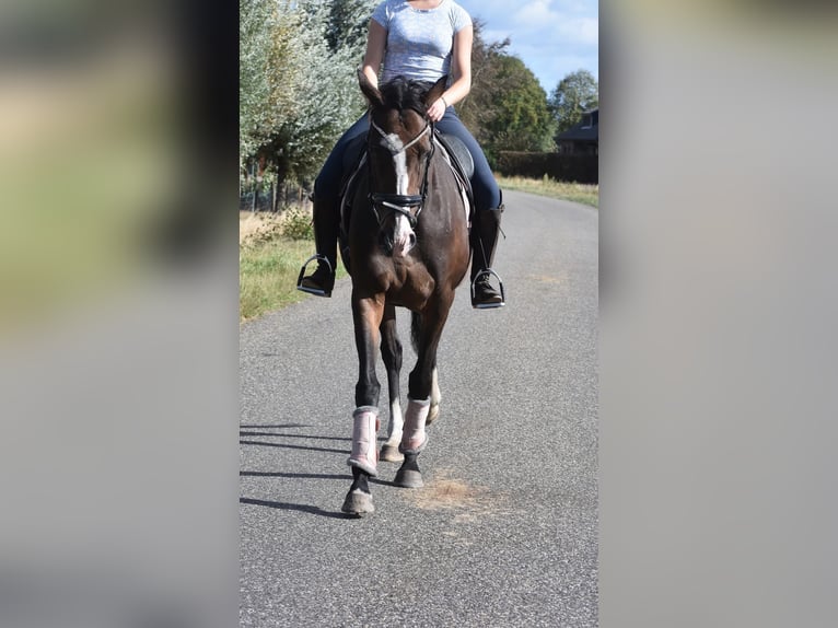 Sonstige Rassen Stute 9 Jahre 162 cm Dunkelbrauner in Achtmaal