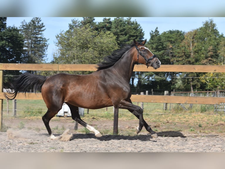 Sonstige Rassen Stute 9 Jahre 162 cm Dunkelbrauner in Achtmaal